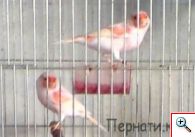 канарчета