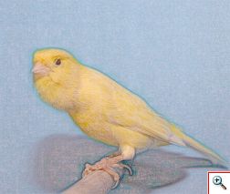 roller